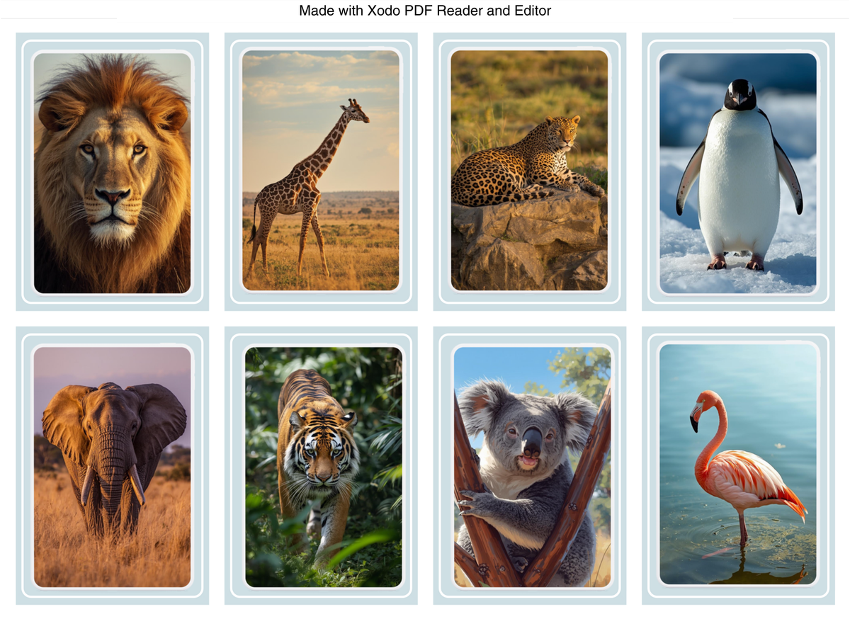 FLASHCARD ANIMAIS